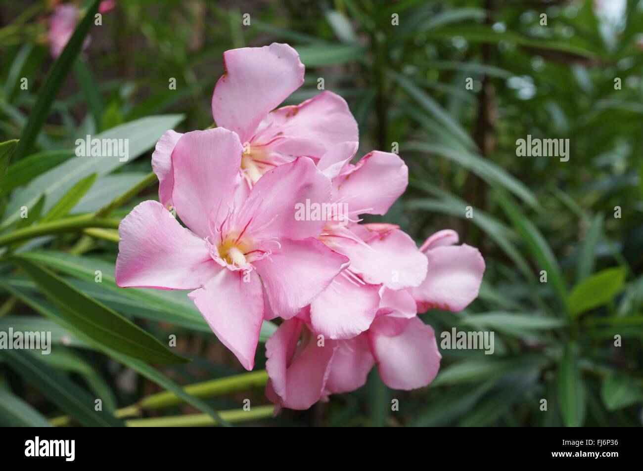 Pale pink flower clusters of nerium oleander Stock Photo
