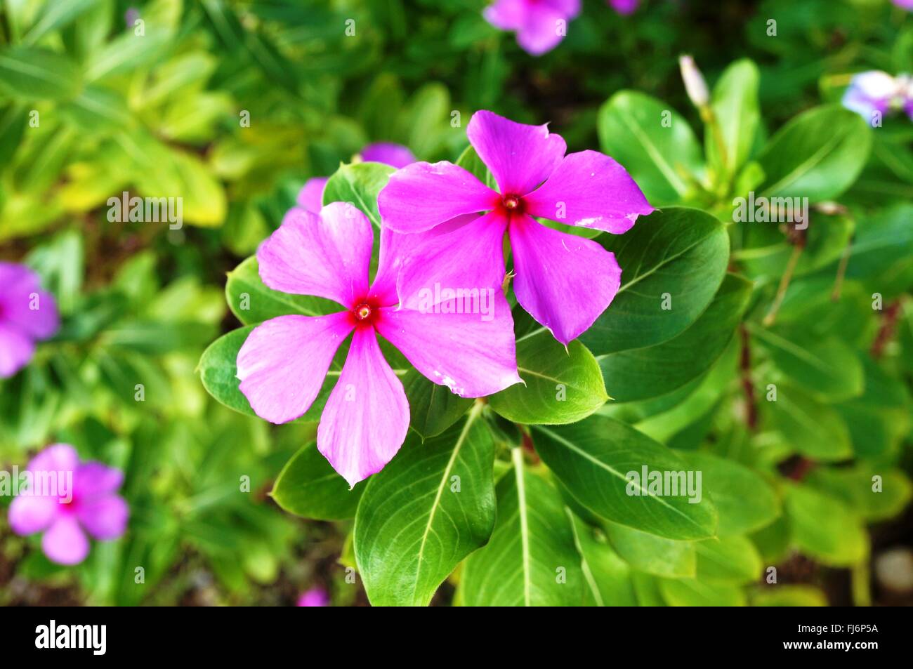 Pink impatiens flowers in bloom in the shade Stock Photo Alamy