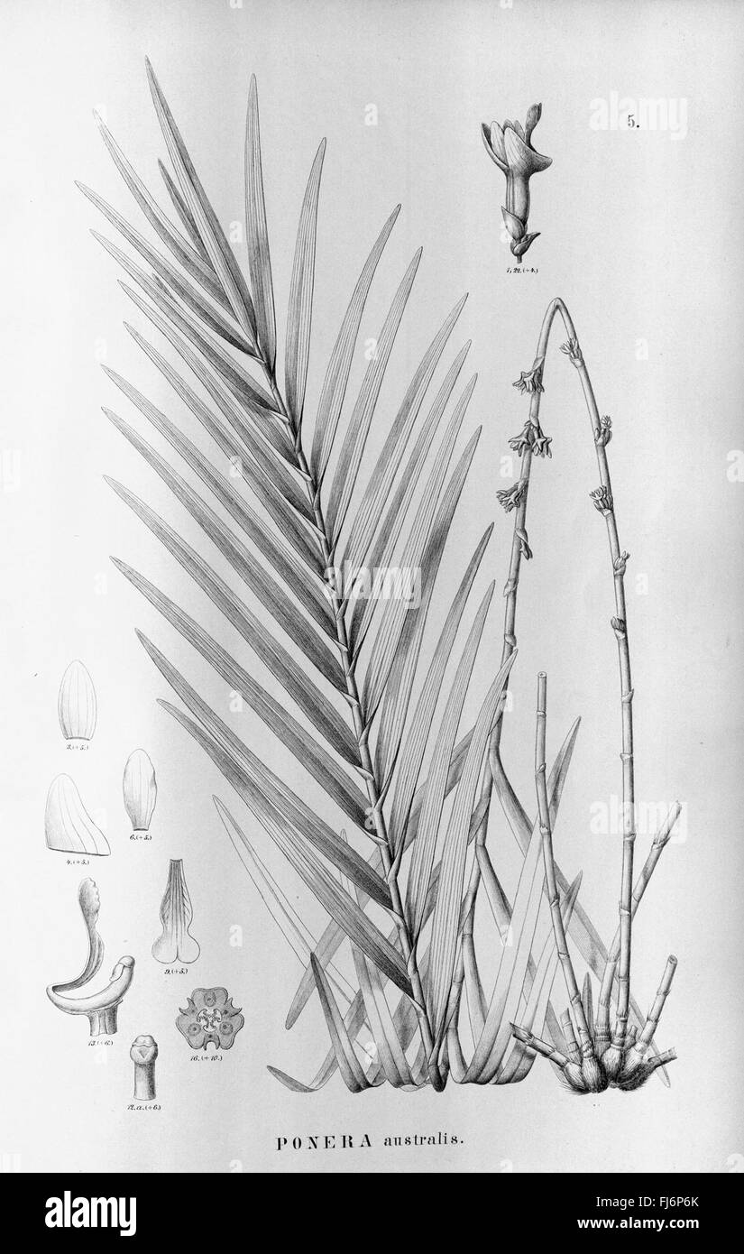 Flora Brasiliensis, enumeratio plantarum in Brasilia hactenus