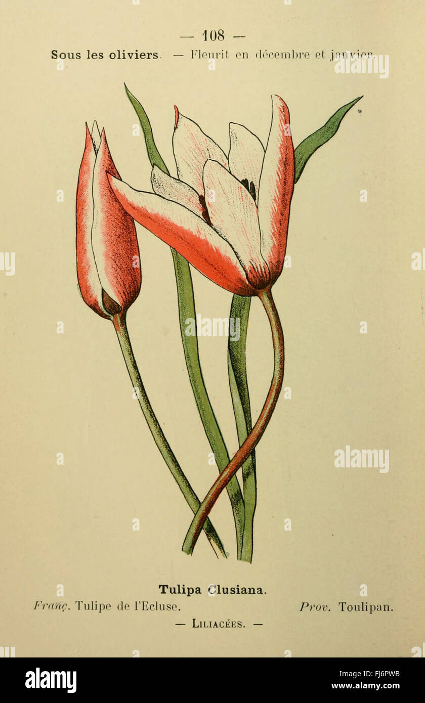 Flora Mediterranea - Bandeau