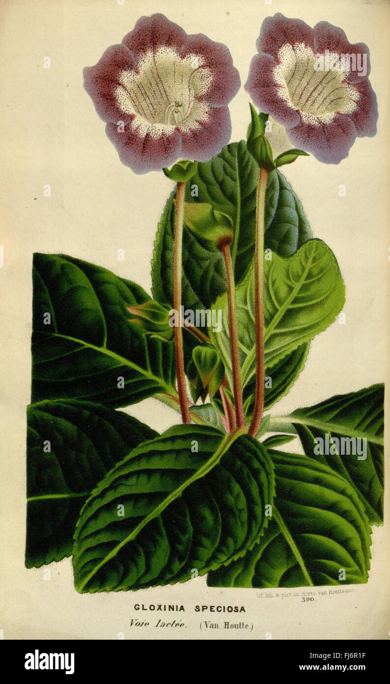 A botanical catalog of plants found in European greenhouses and gardens