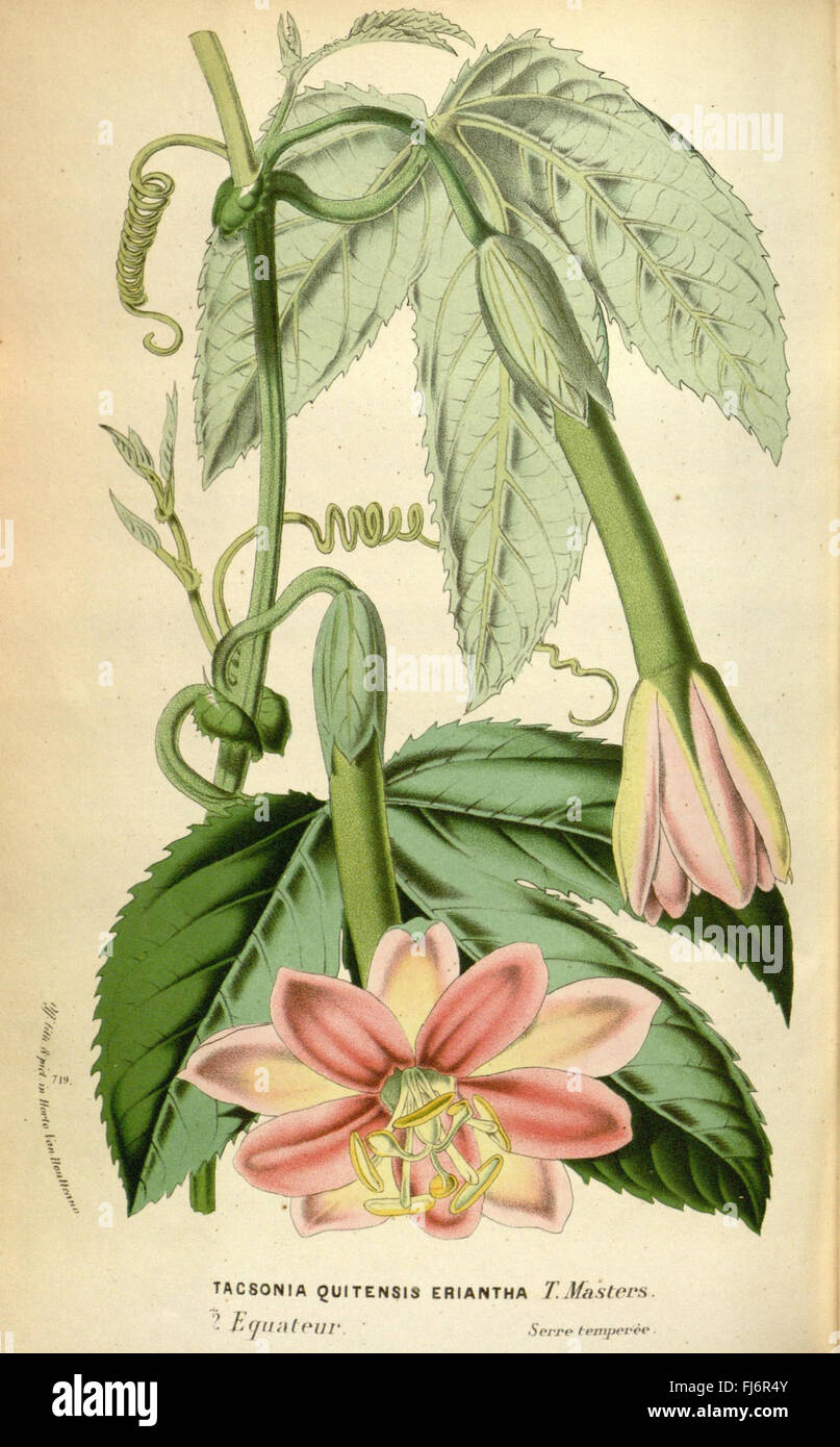 A botanical reference work focused on the flora of European greenhouses ...