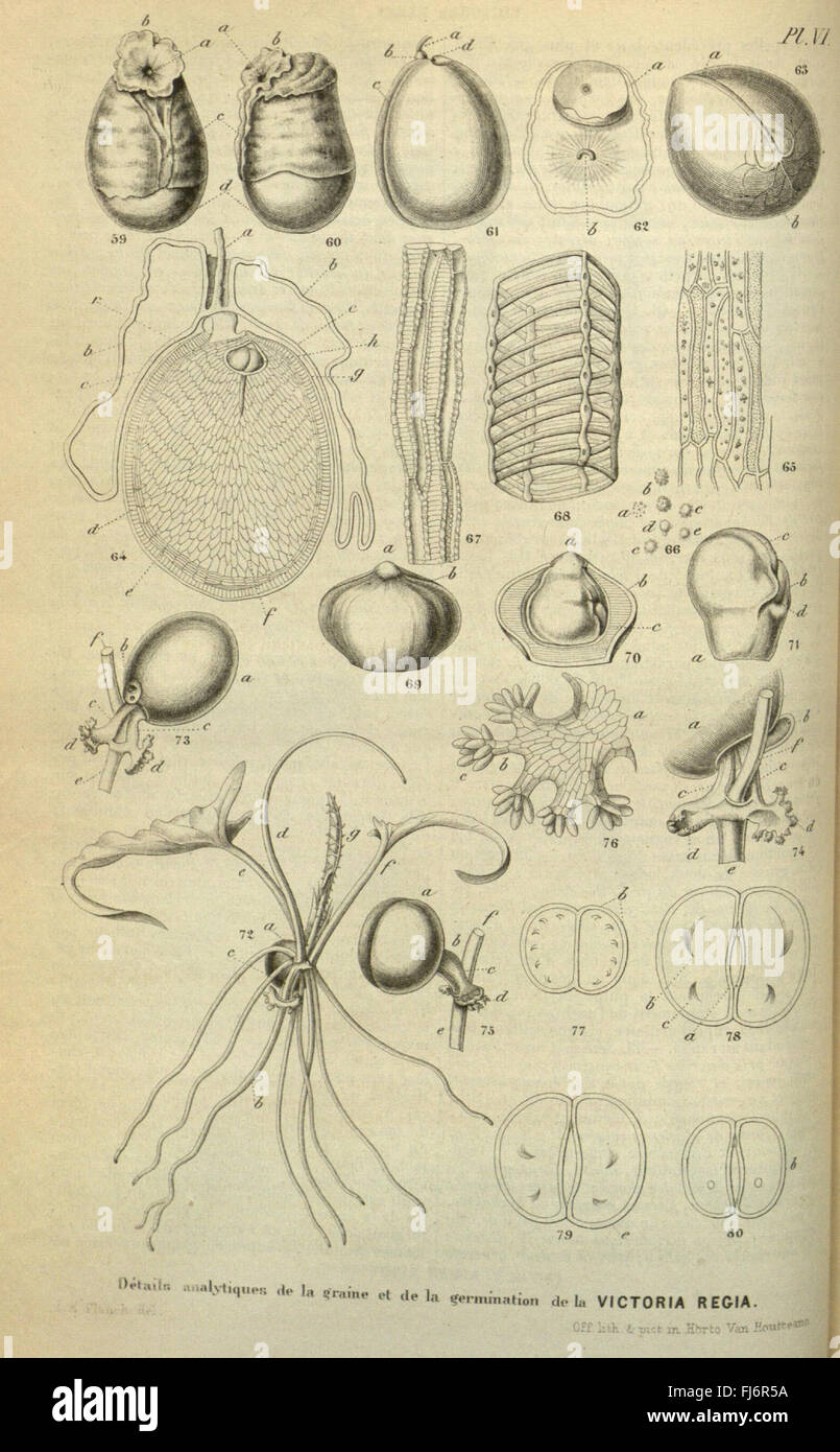Context of plant taxonomy hi-res stock photography and images - Alamy