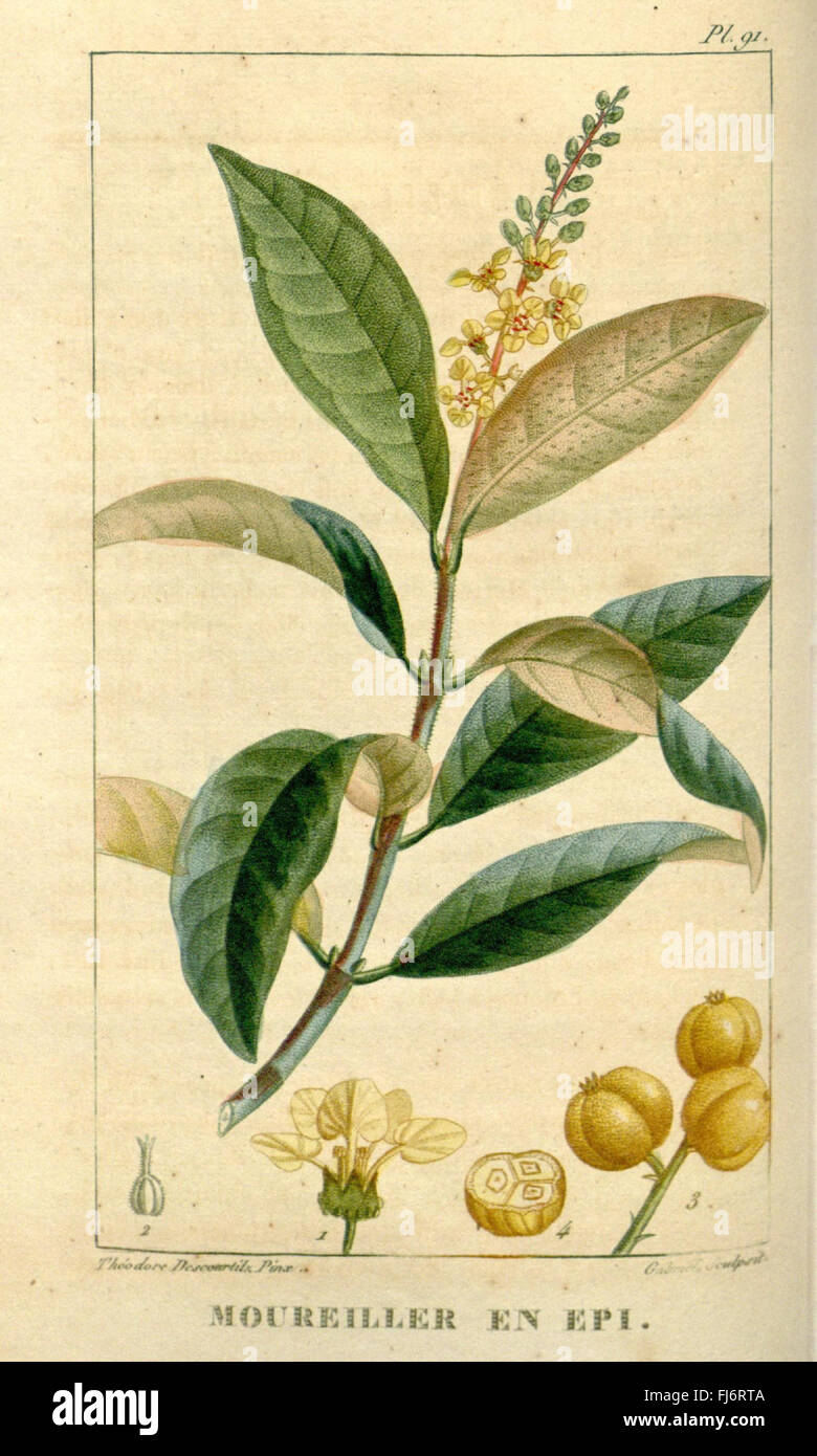 Medical medicinal plants taxonomy hi-res stock photography and images ...