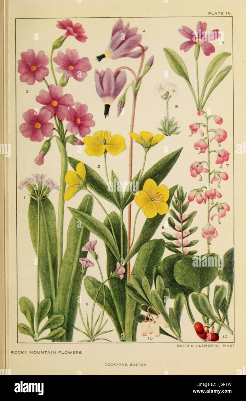 Flowers of mountain and plain (Plate 16 Stock Photo Alamy