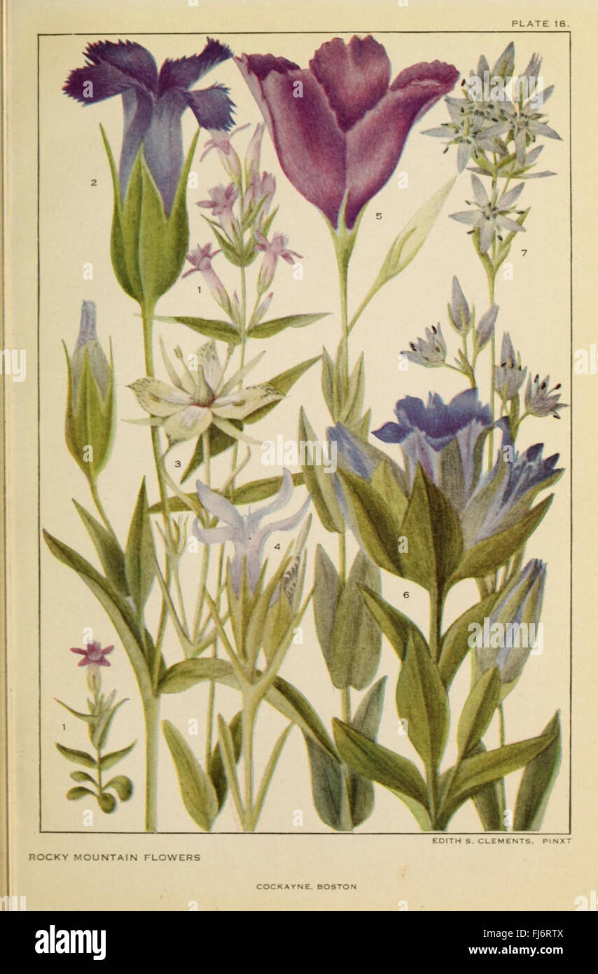 Flowers of mountain and plain (Plate 18 Stock Photo Alamy