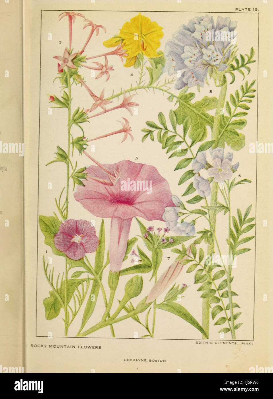 Flowers of mountain and plain (Plate 19 Stock Photo Alamy