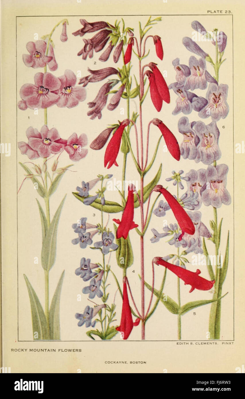 Flowers of mountain and plain (Plate 23 Stock Photo Alamy