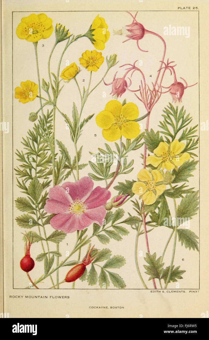 Flowers of mountain and plain (Plate 25 Stock Photo Alamy