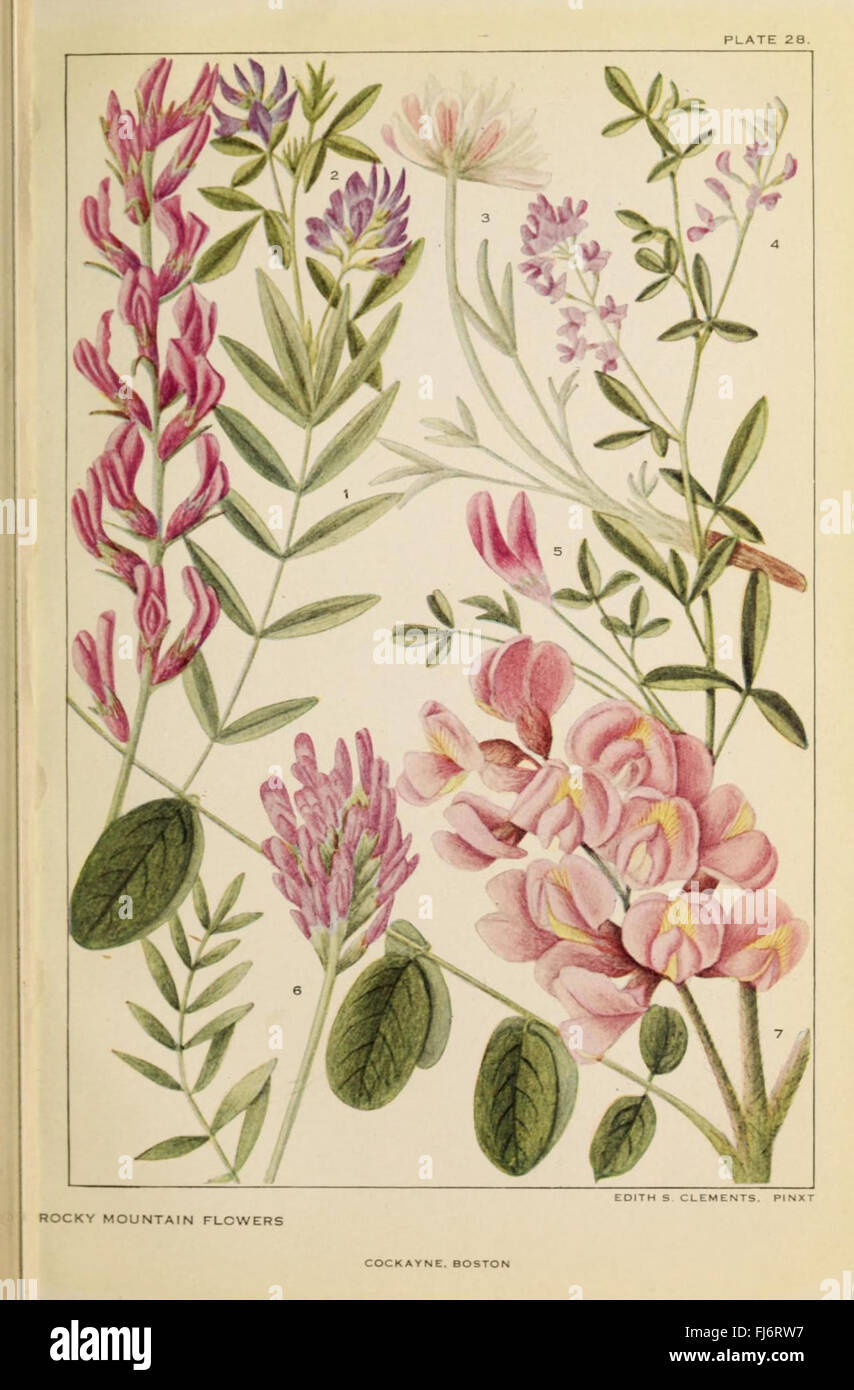 Flowers of mountain and plain (Plate 28 Stock Photo Alamy