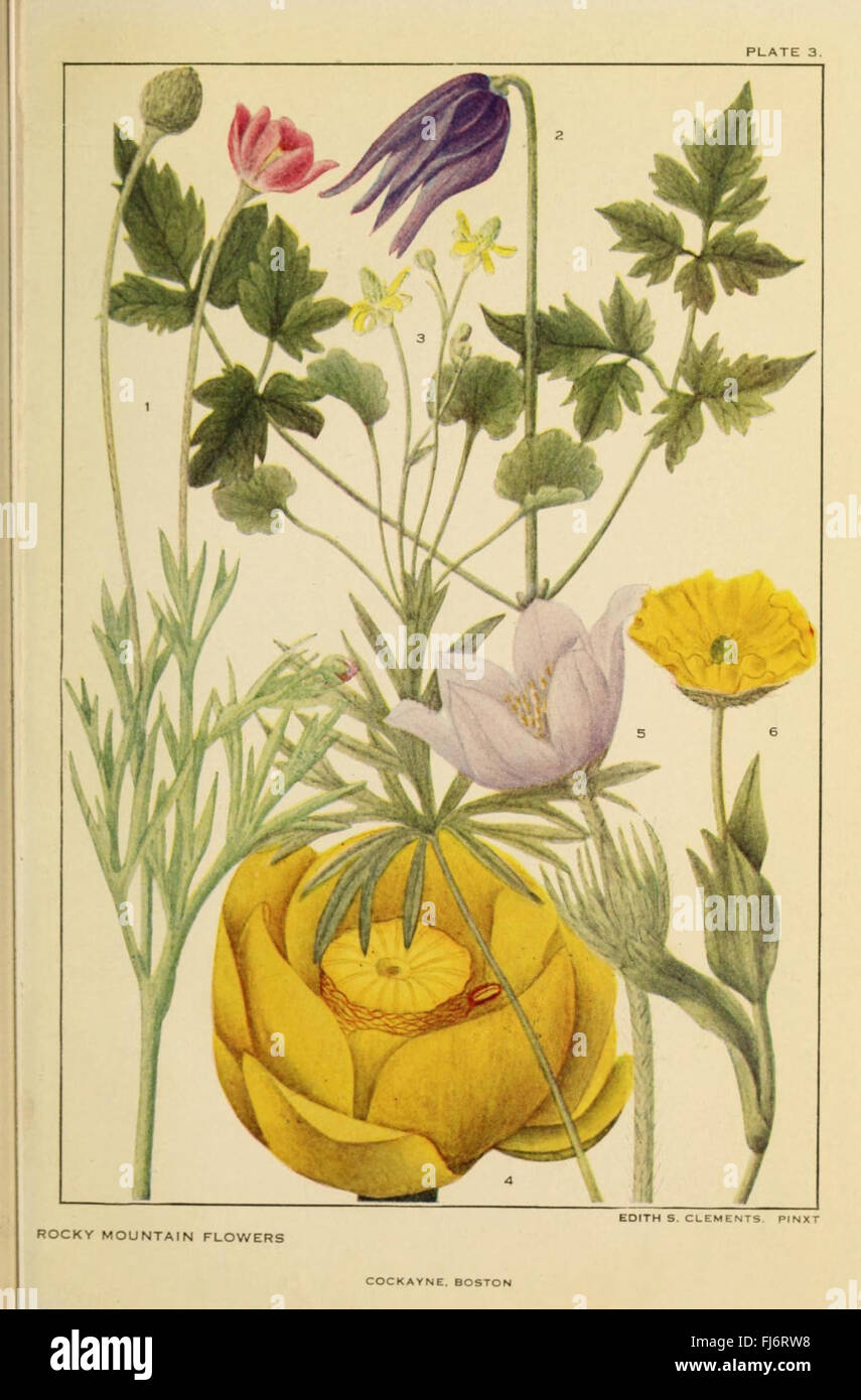 Flowers of mountain and plain (Plate 3 Stock Photo Alamy