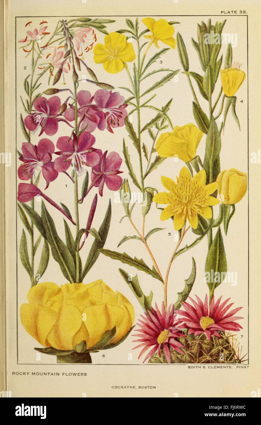 Flowers of mountain and plain (Plate 32 Stock Photo Alamy