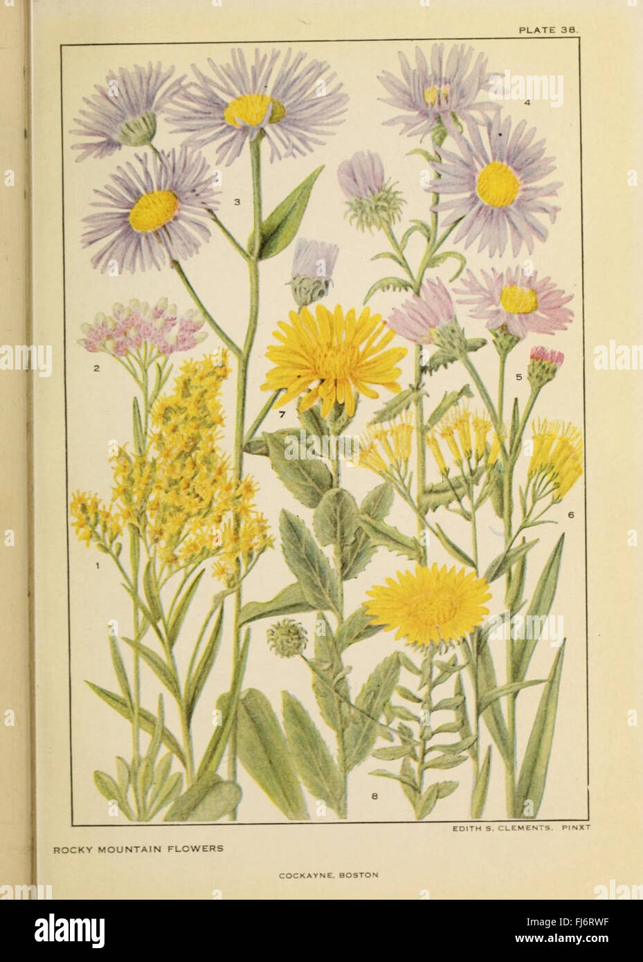 Flowers of mountain and plain (Plate 38 Stock Photo Alamy