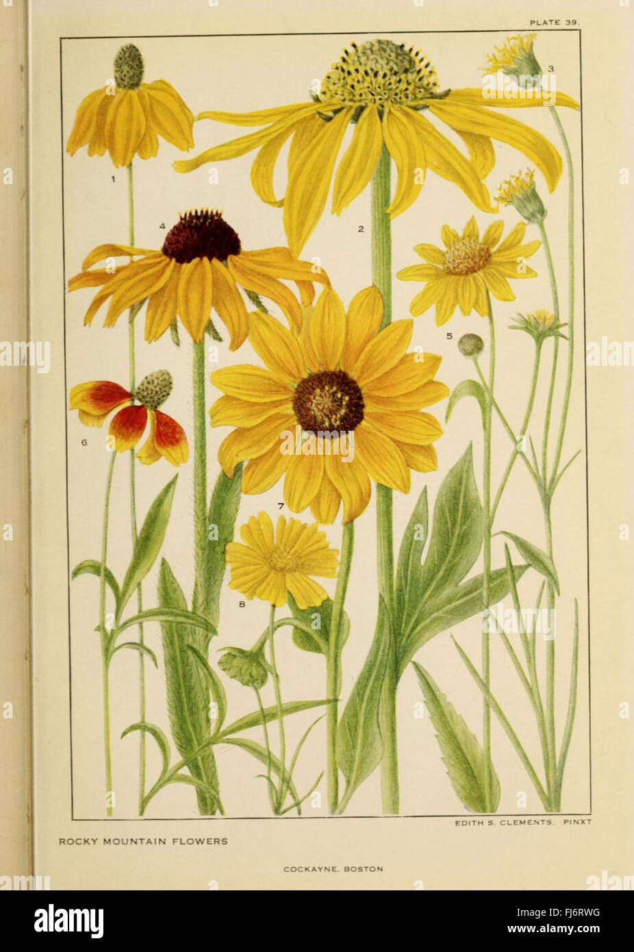 Flowers of mountain and plain (Plate 39 Stock Photo Alamy