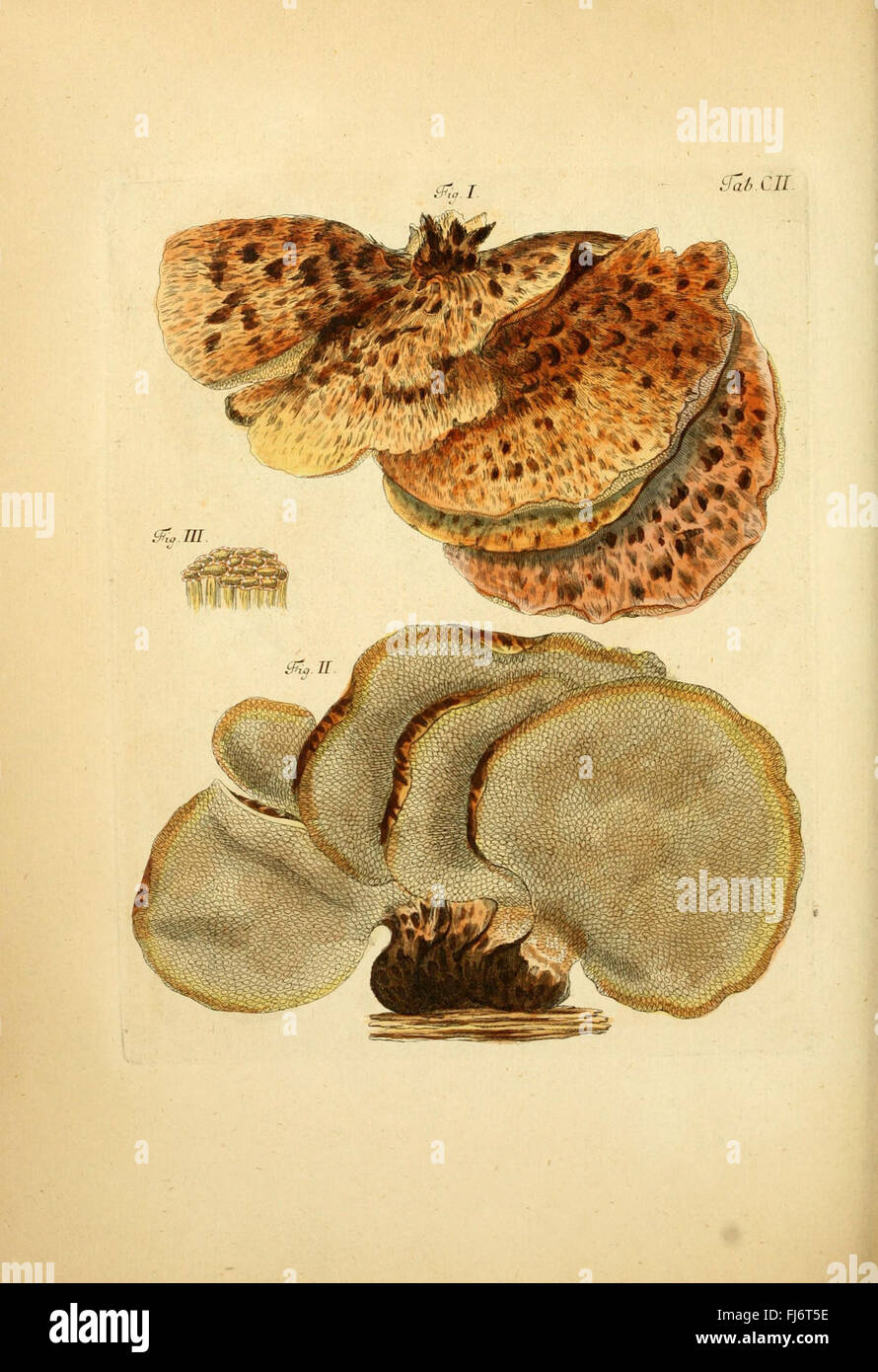 Fungorum qui in Bavaria et Palatinatu circa Ratisbonam nascuntur icones ...