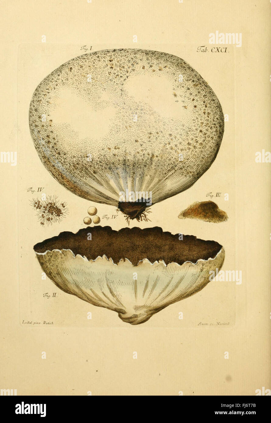 Coloribus hi-res stock photography and images - Alamy