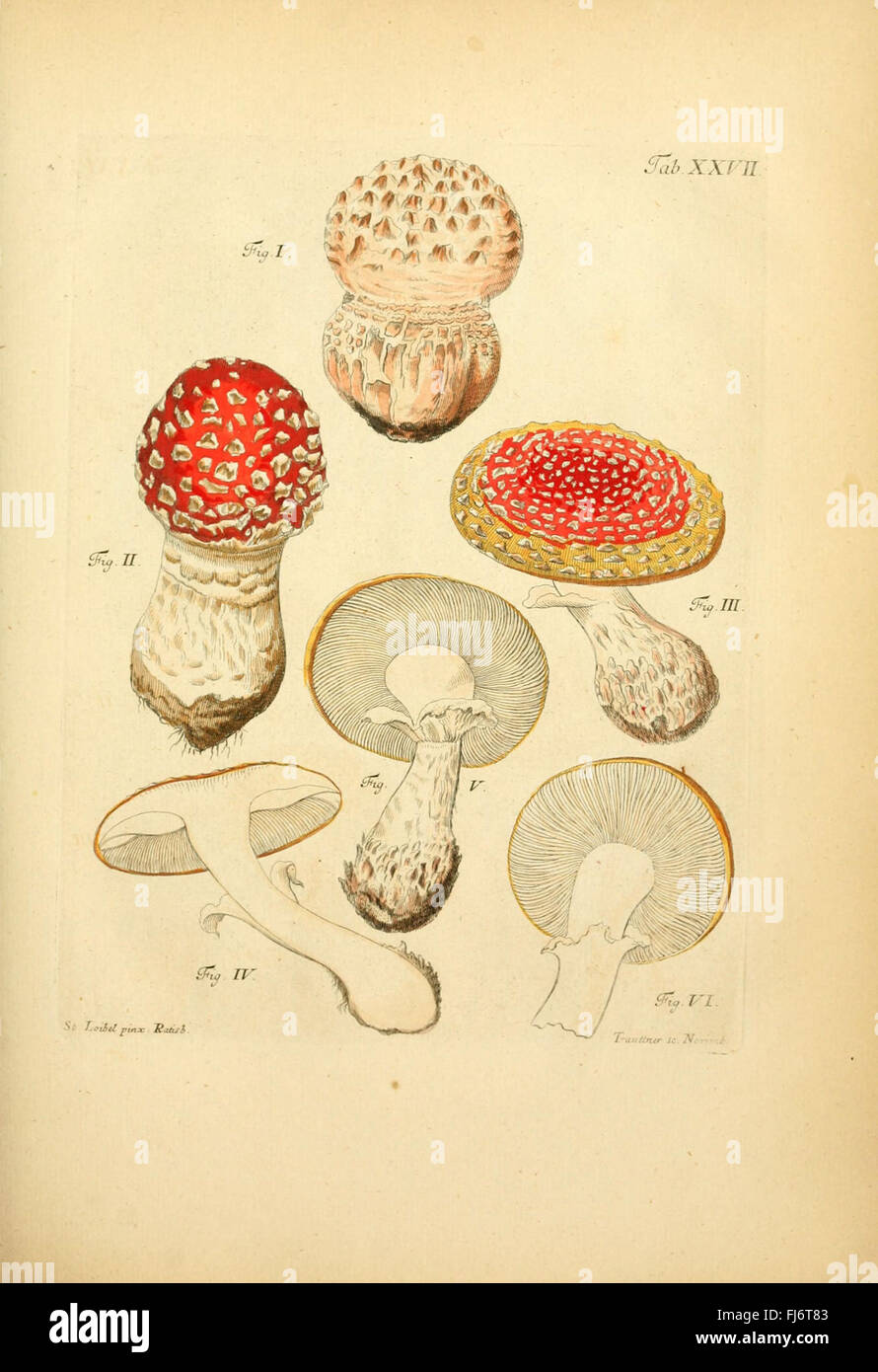 Coloribus hi-res stock photography and images - Alamy