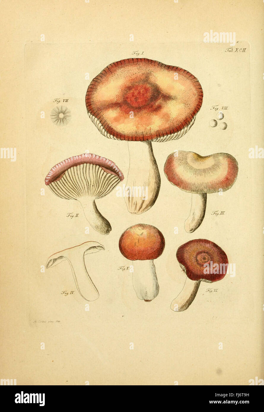 Coloribus hi-res stock photography and images - Alamy