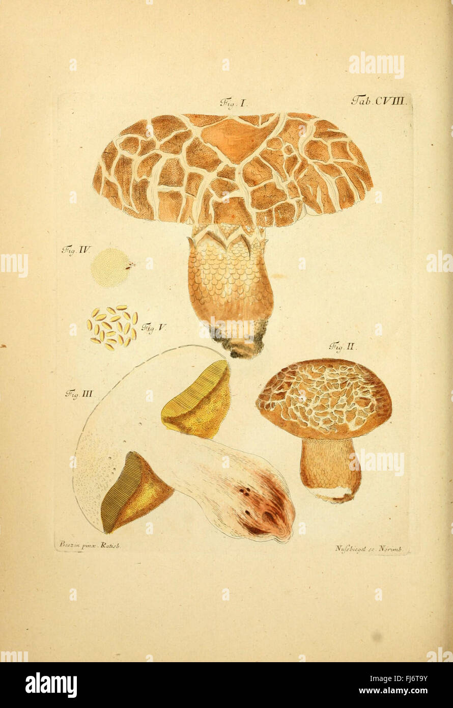 Fungorum Qui in Bavaria et Palatinatu Circa Ratisbonam Nascuntur Icones ...
