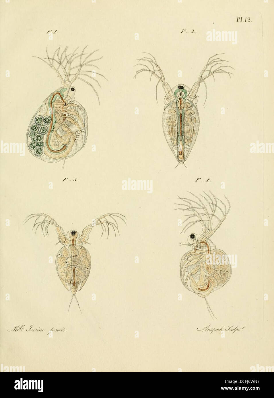 A study of the monocles found near Geneva, focusing on the ...