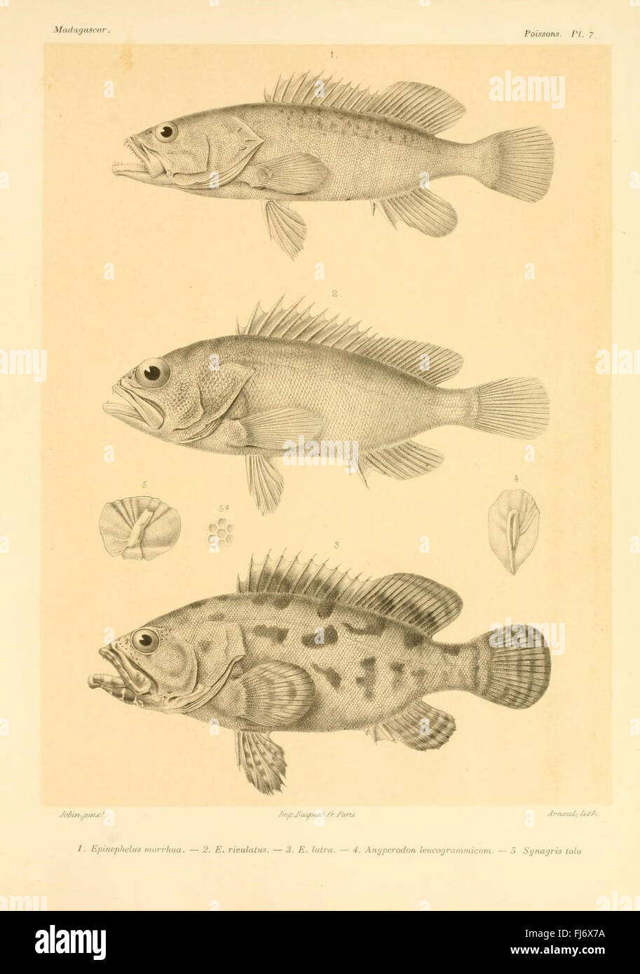 Histoire physique, naturelle, et politique de Madagascar Stock Photo