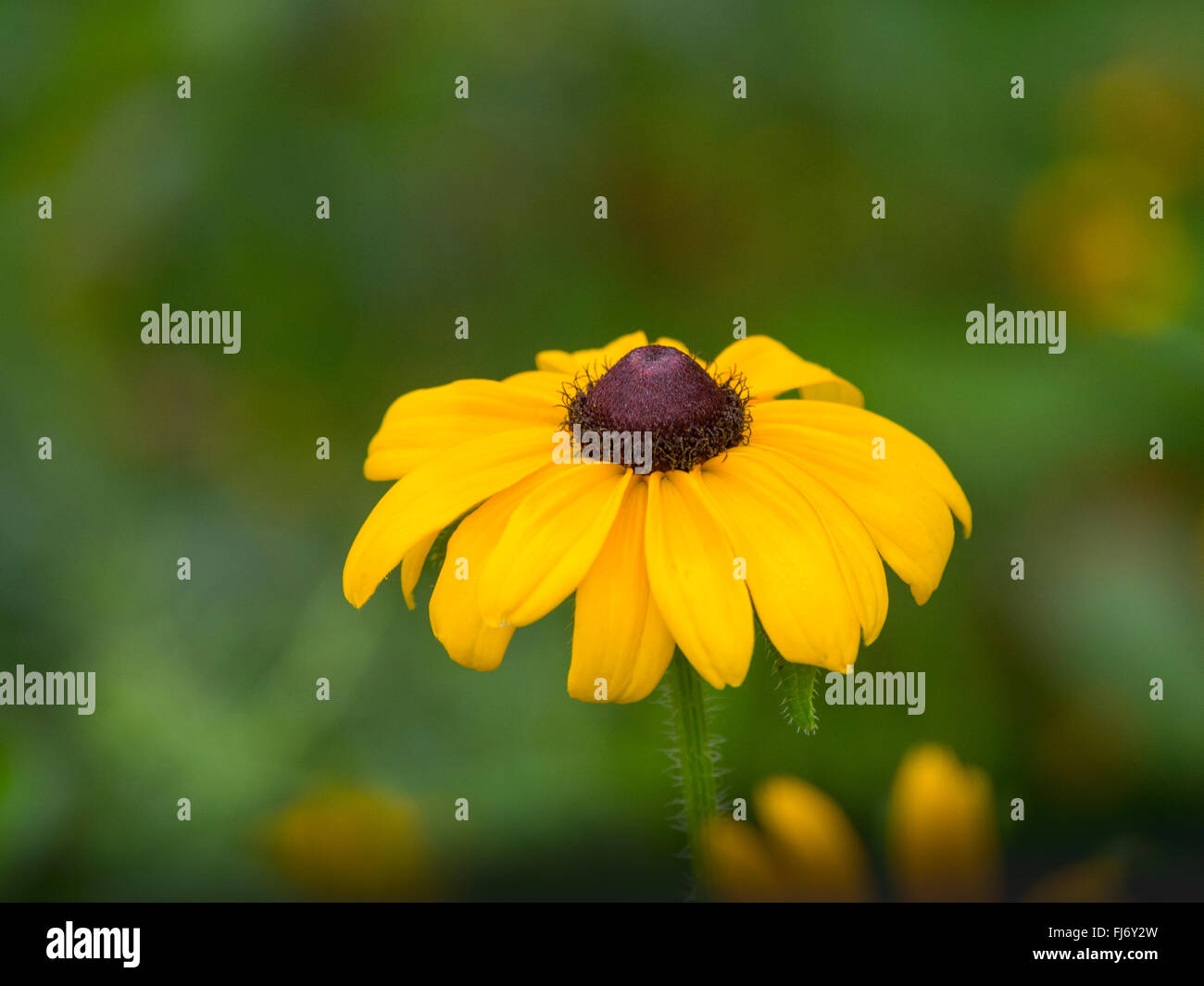 Yellow coneflower in bloom Stock Photo Alamy
