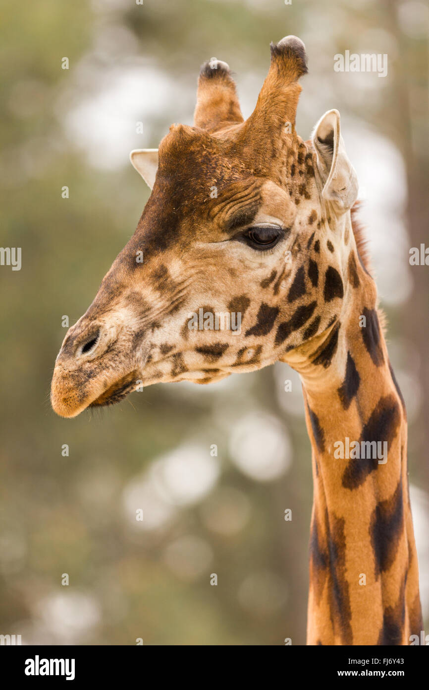 On safari hi-res stock photography and images - Alamy