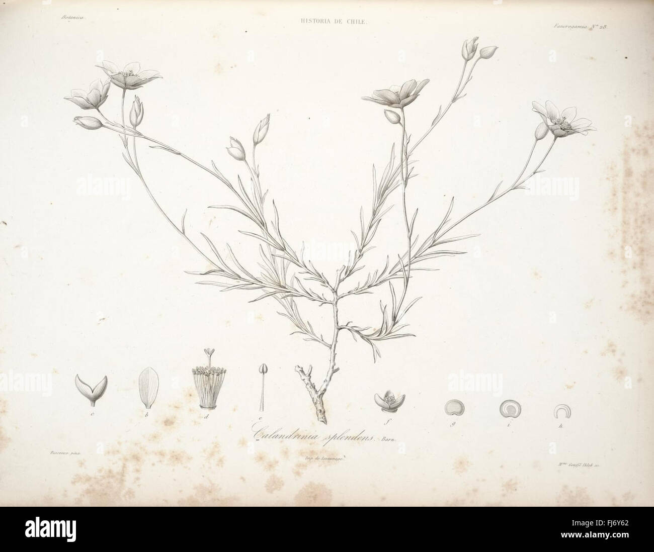 Historical flora records hi-res stock photography and images - Alamy