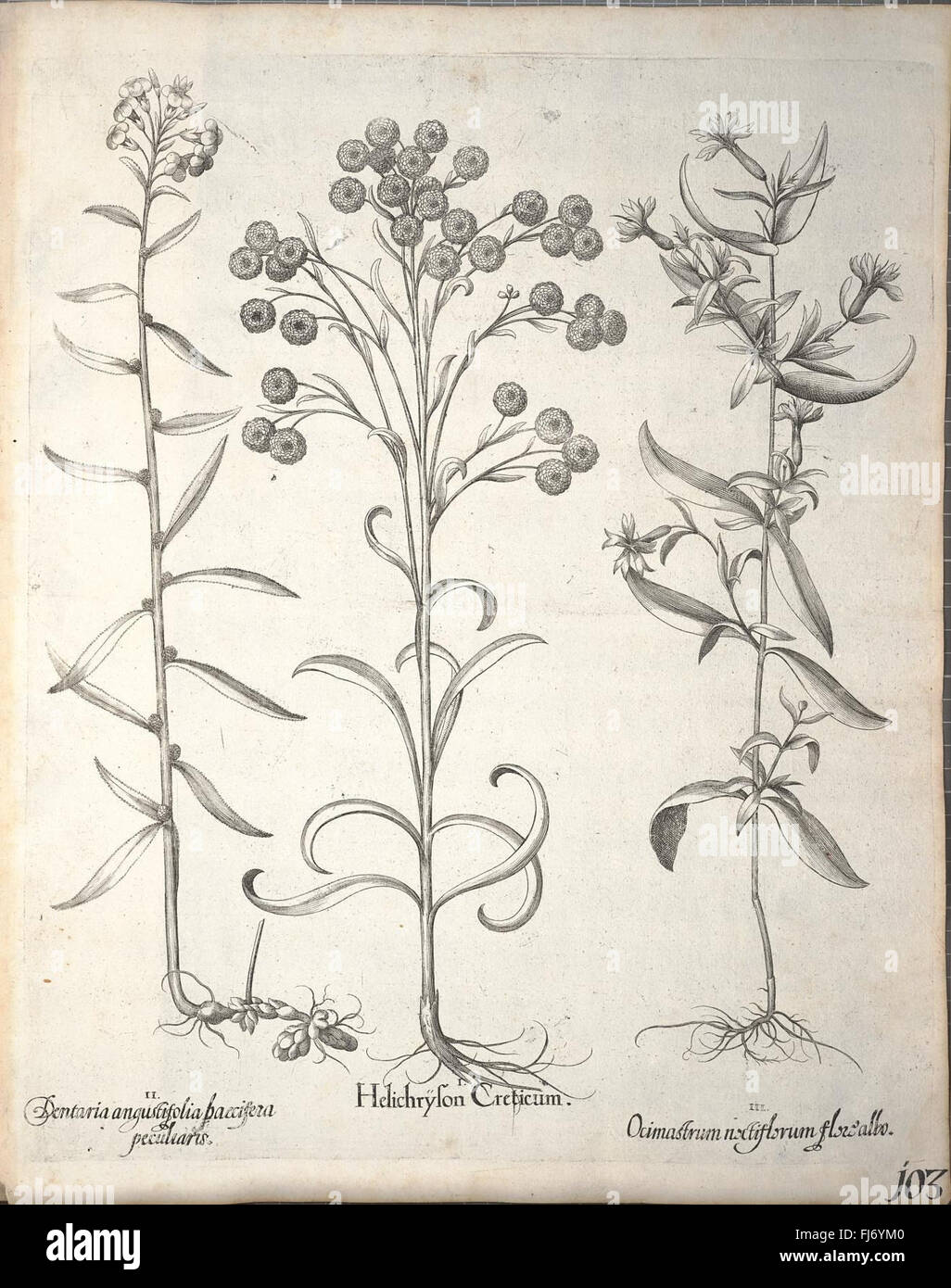 A historical botanical work illustrating plants, flowers, and species ...
