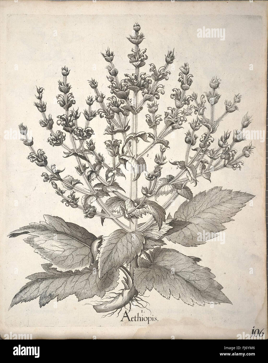 A botanical work from the 17th century depicting a careful and accurate ...