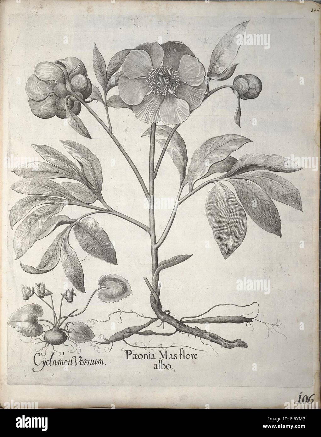 An early botanical work illustrating all plants, flowers, and species ...