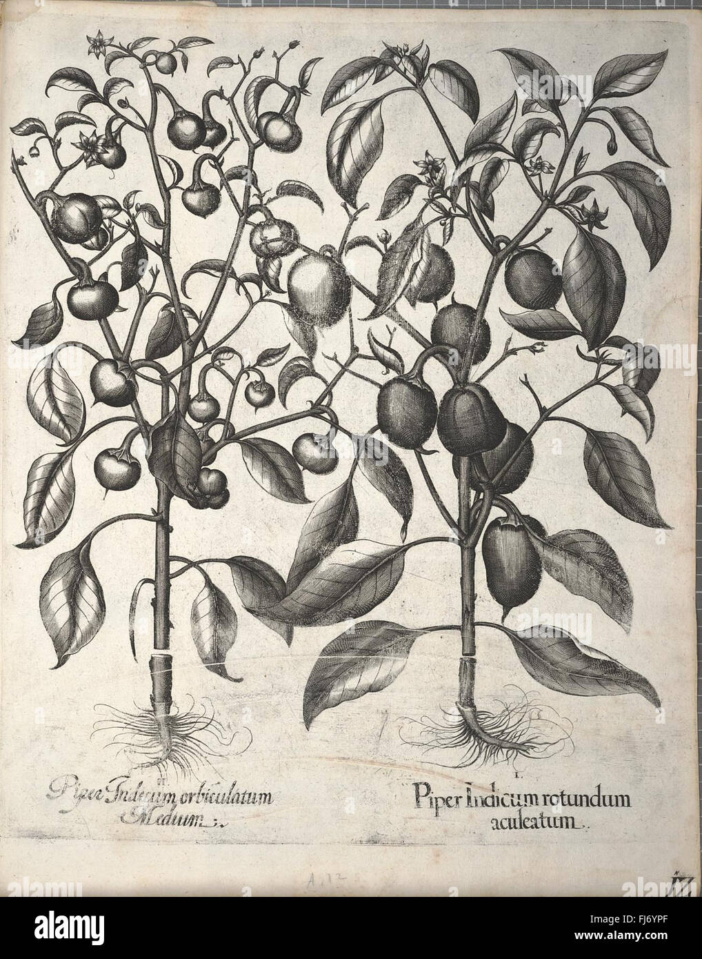 A detailed botanical work from the early days of plant classification ...