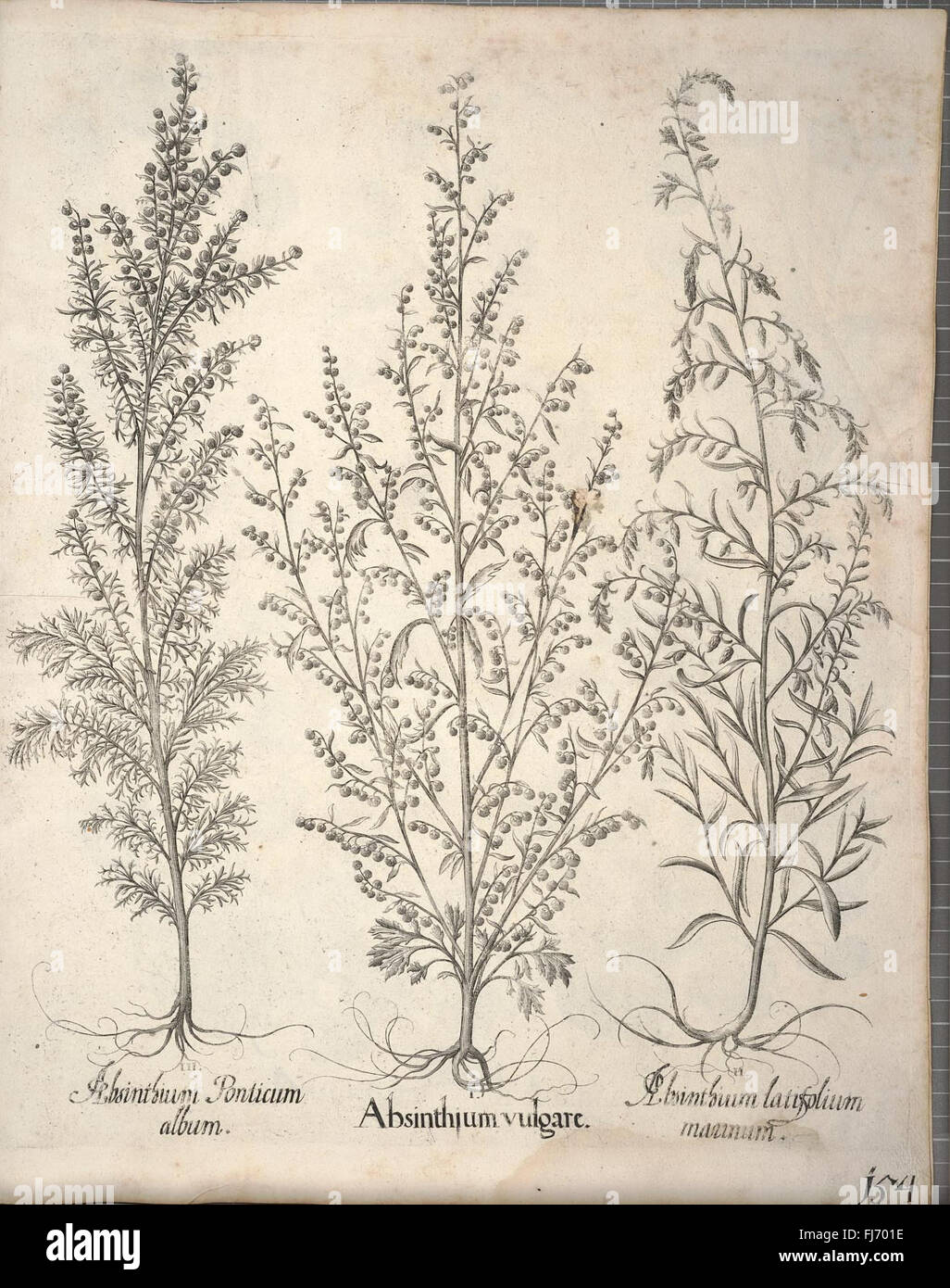 Hortus Eystettensis, a detailed and accurate catalog of all plants