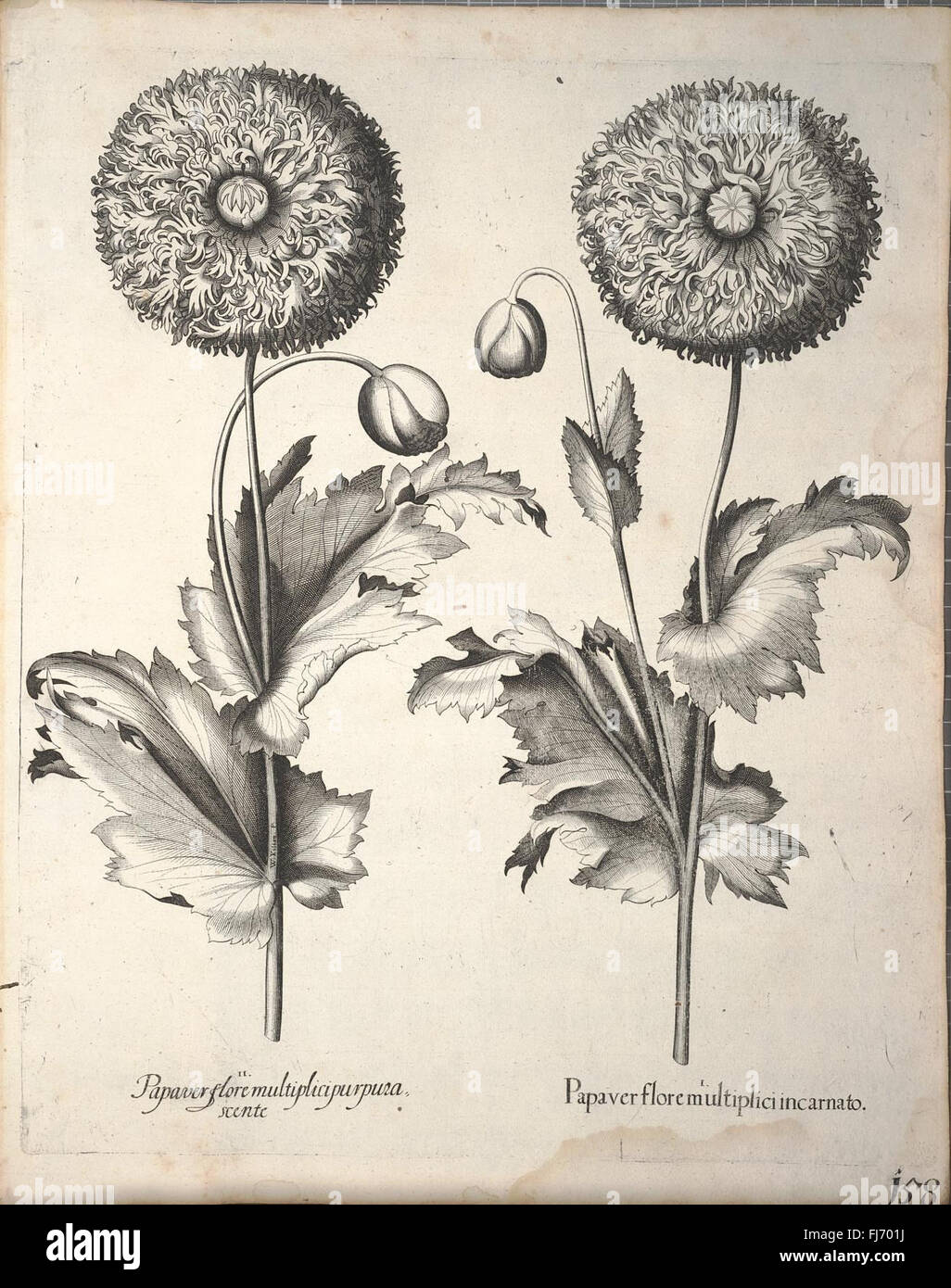 Detailed botanical work from the early 17th century, illustrating ...