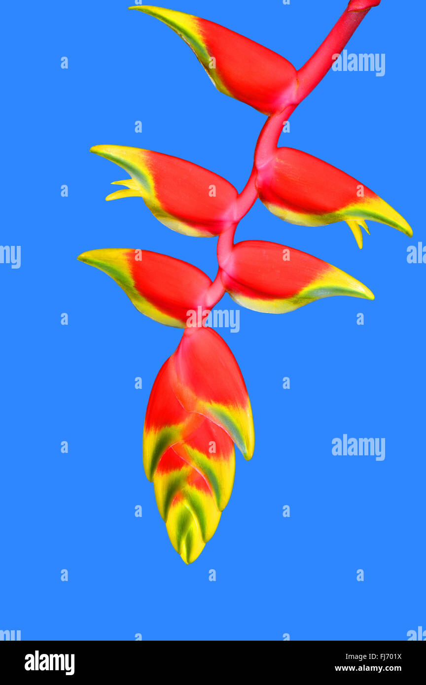 Lobster Claw Latin name Heliconia rostrata Stock Photo Alamy