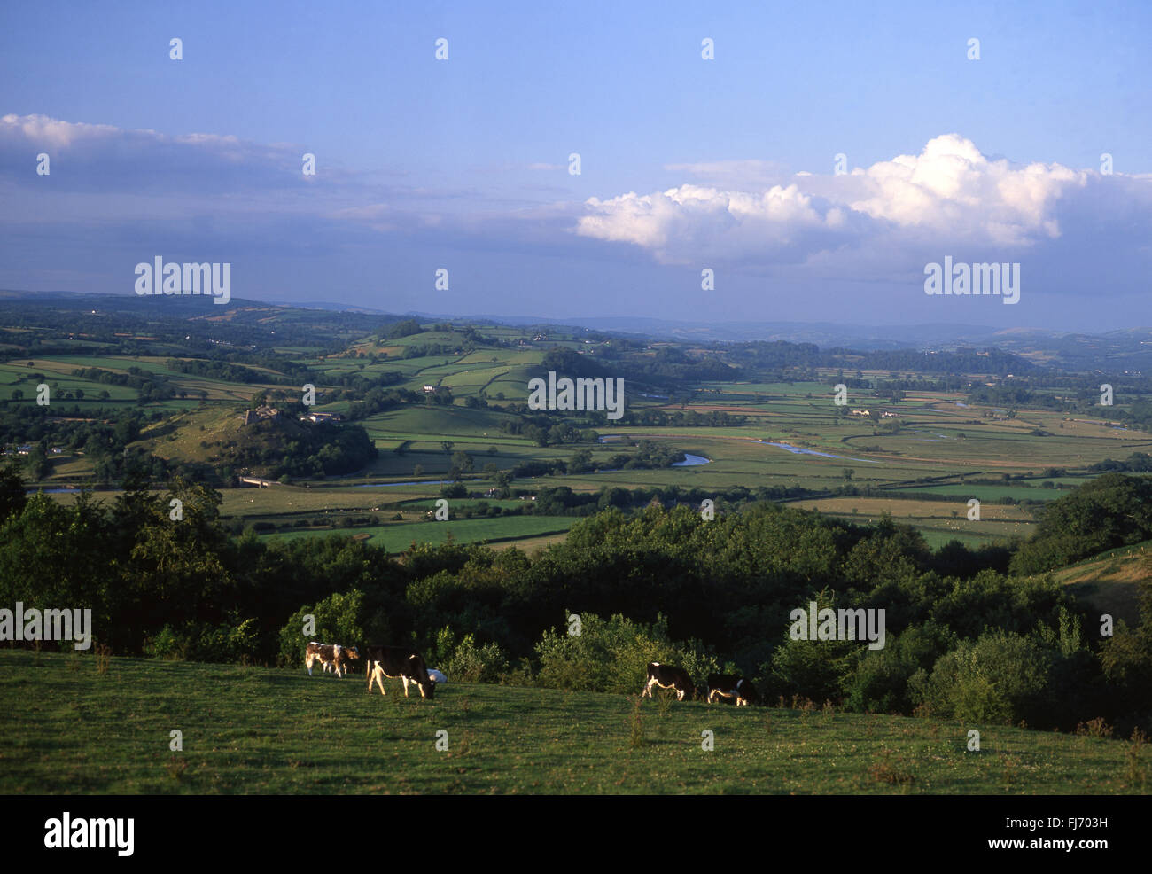 Tywi Valley Towy Valley from Paxton's Tower cattle grazing Dryslwyn