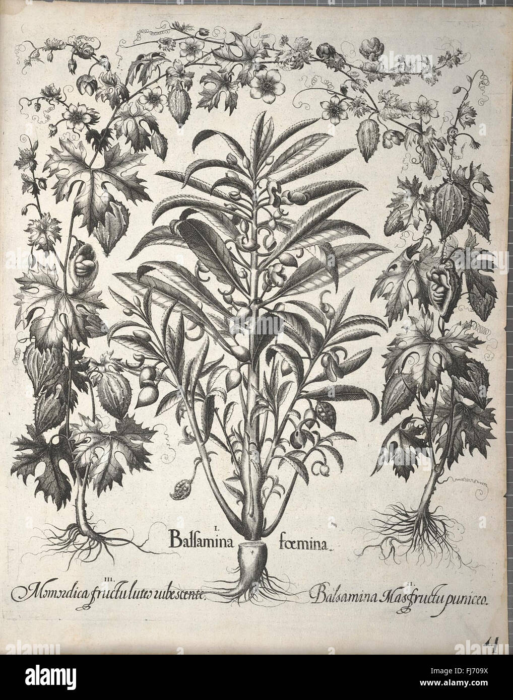 This collection of early botanical illustrations showcases plants from ...