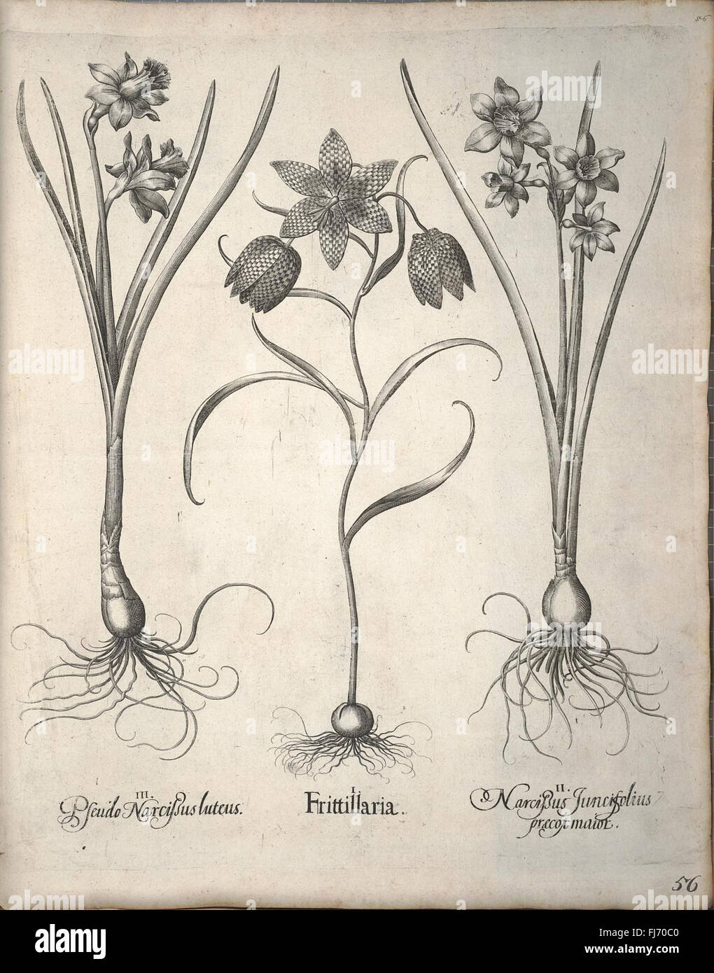 Pre Lineage Pre linnean plant studies hi-res stock photography and images - Alamy