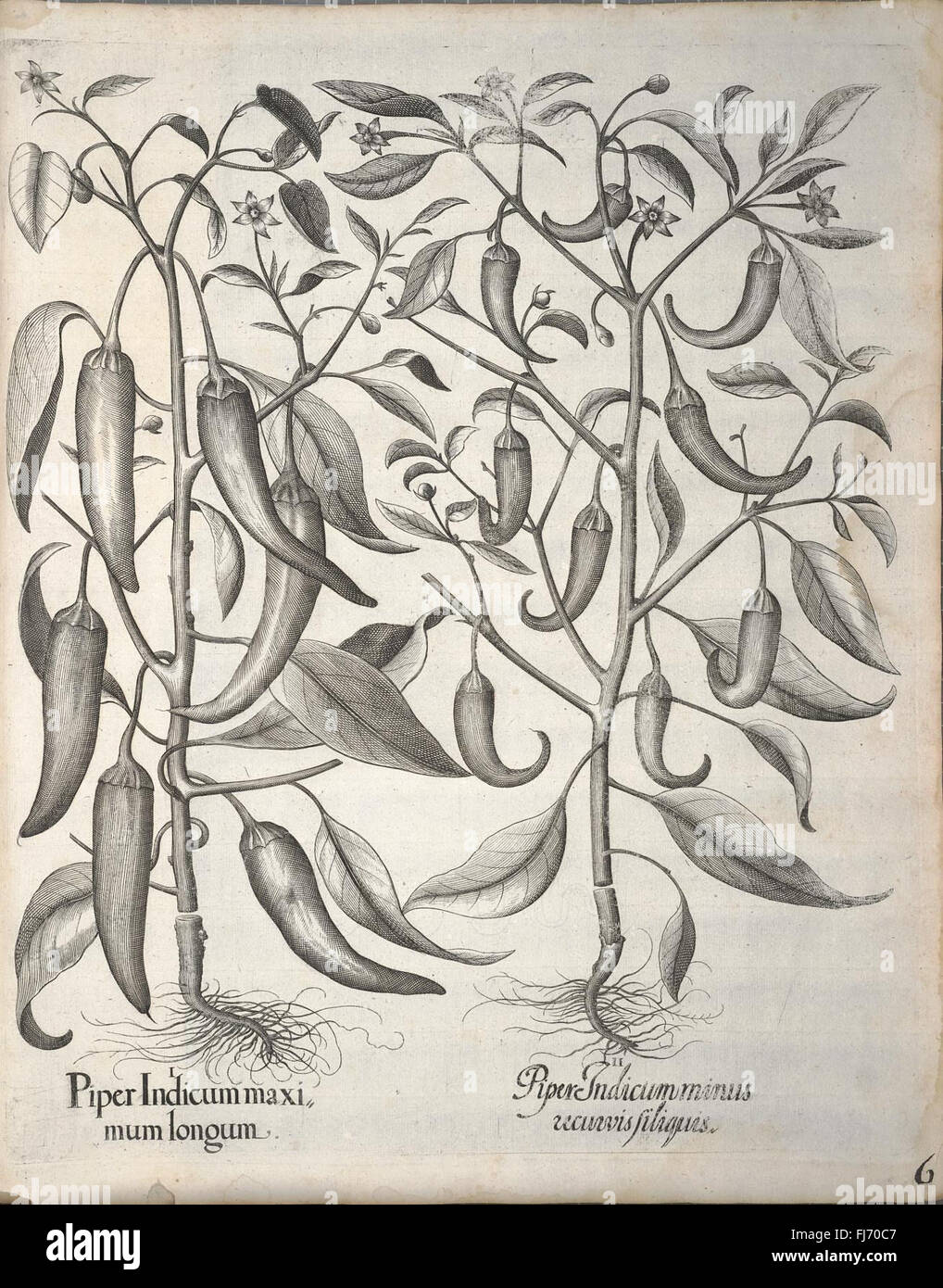 An early botanical work featuring an extensive and accurate catalog of
