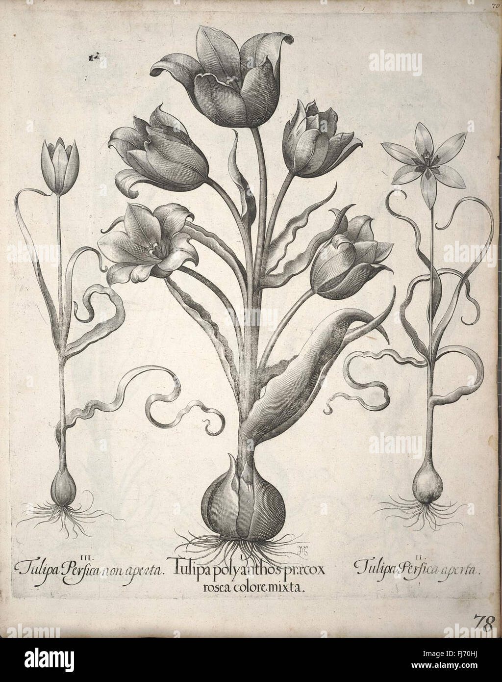 Historical plant cataloging hi-res stock photography and images - Alamy