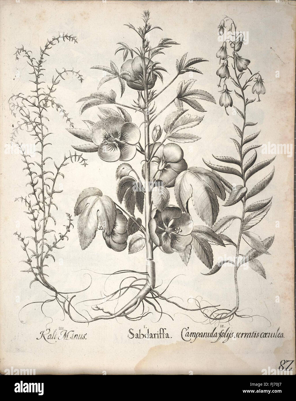 An exquisite botanical work from the early 17th century, illustrating ...