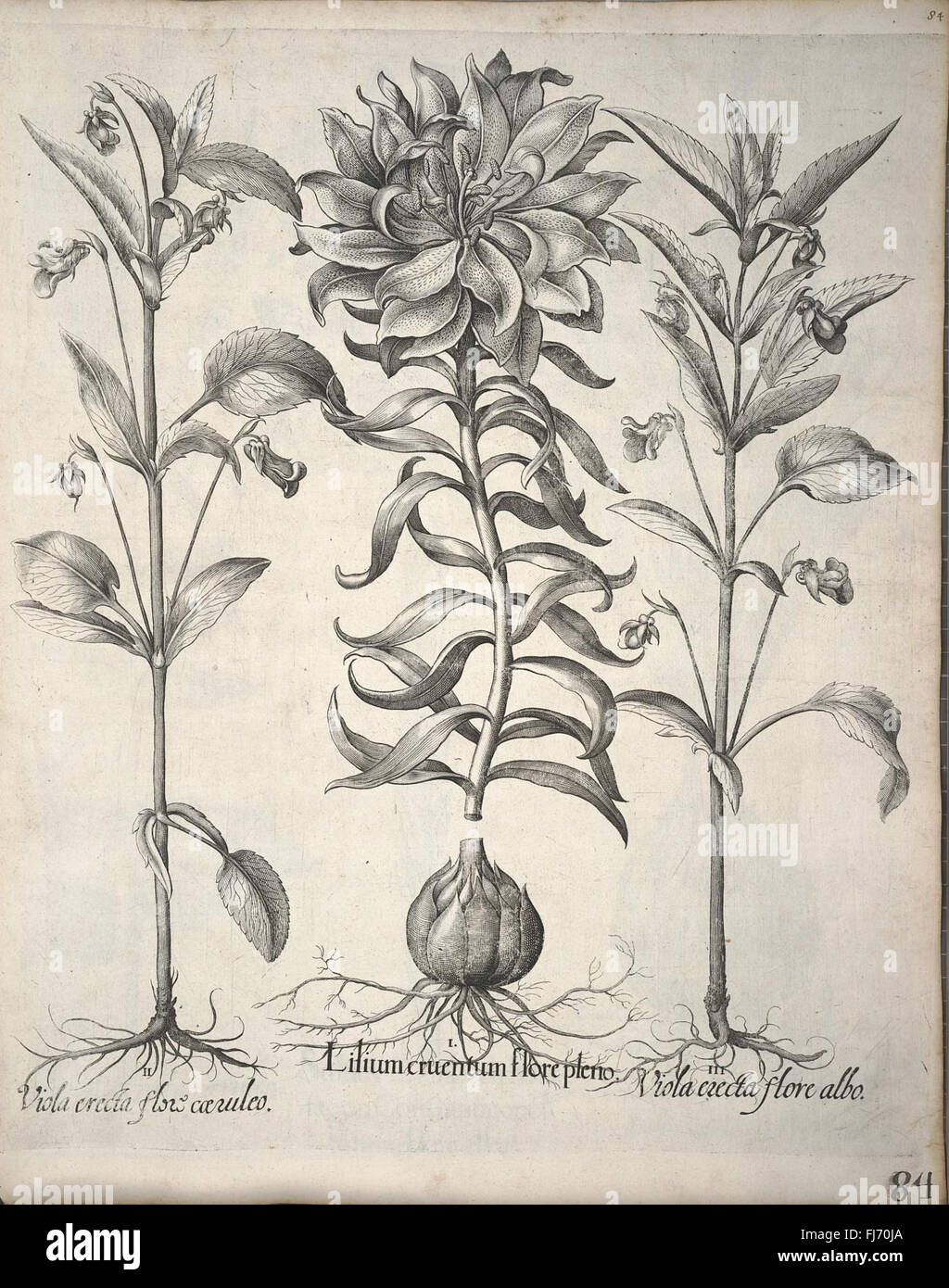 A detailed and accurate catalog of all plants, flowers, and species in