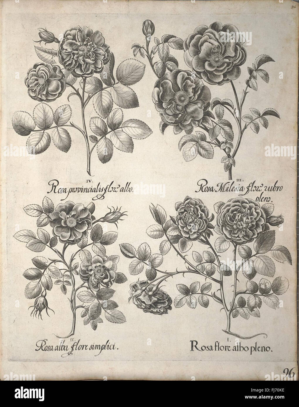 A detailed and accurate catalog of all plants, flowers, and herbs from