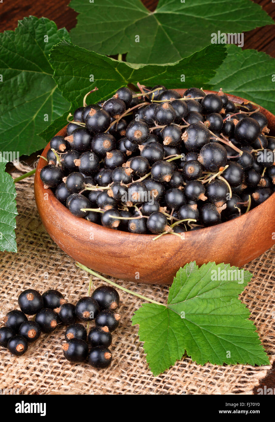 Blackcurrant leaf hi-res stock photography and images - Alamy