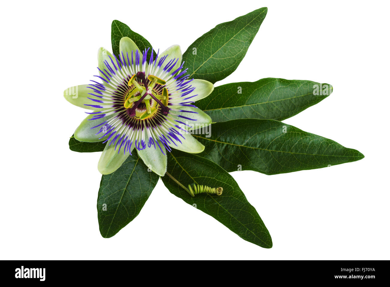 Passiflora or Passion Flower Isolated on White Stock Photo