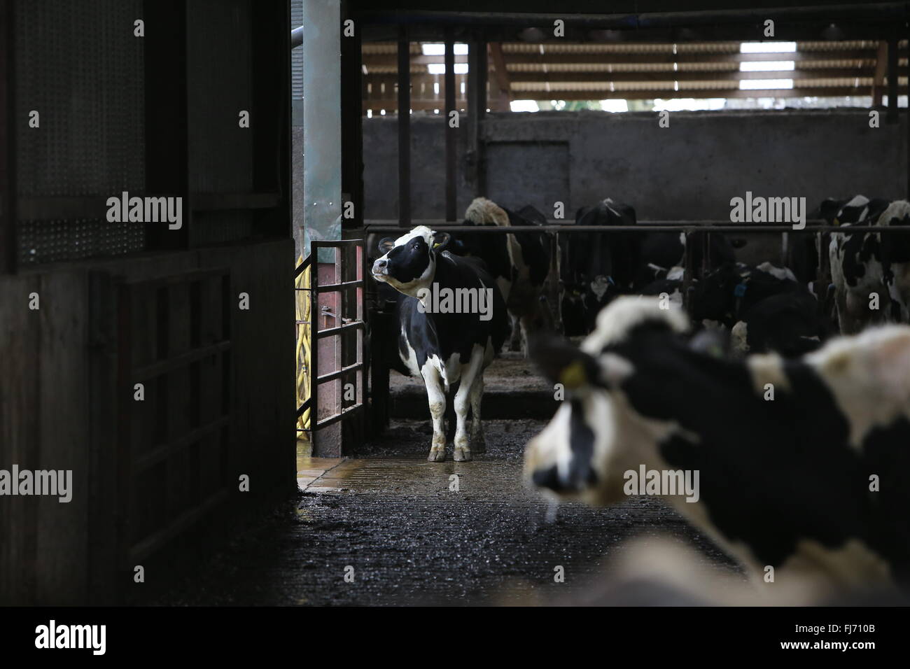 Dairy cattle (also called dairy cows or milk cows) are cattle cows bred