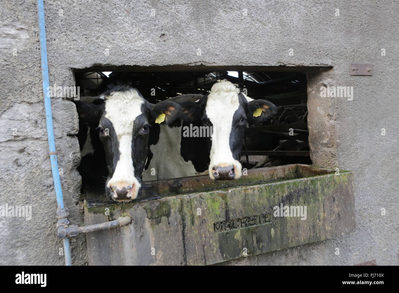 Dairy cattle (also called dairy cows or milk cows) are cattle cows bred