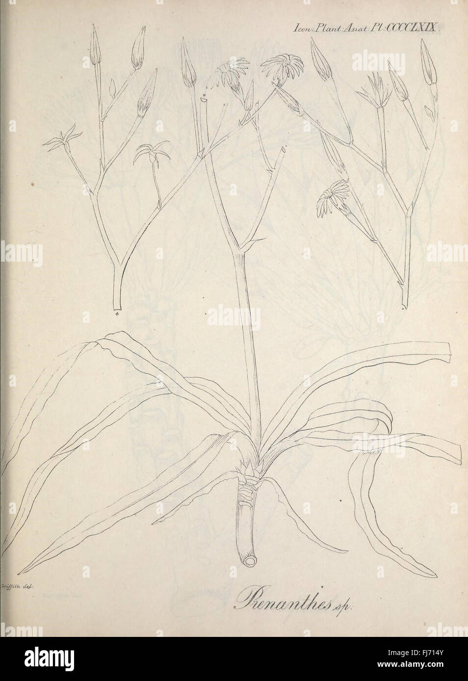 Asia, Botany, Smithsonian Libraries Stock Photo - Alamy