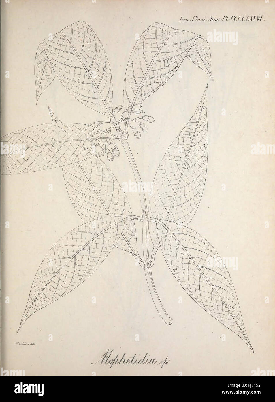 Asian plant identification hi-res stock photography and images - Alamy