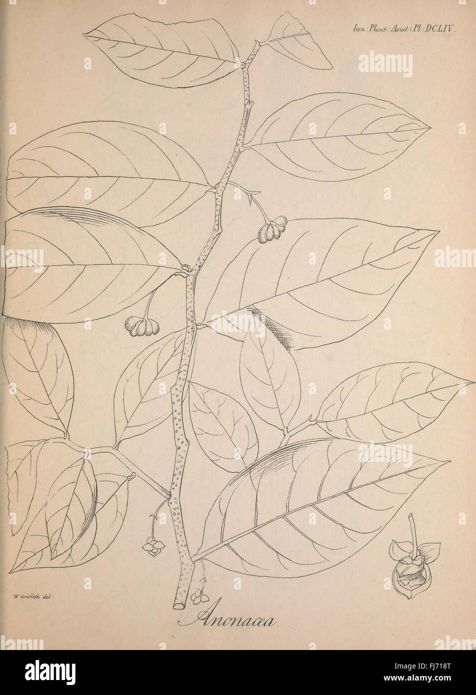 A botanical exploration of Asian plants with detailed illustrations ...